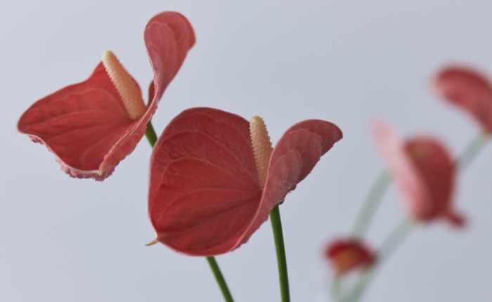 ORANGE オレンジ系品種