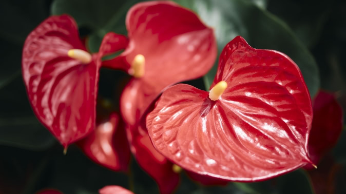 アンスリウムのこと