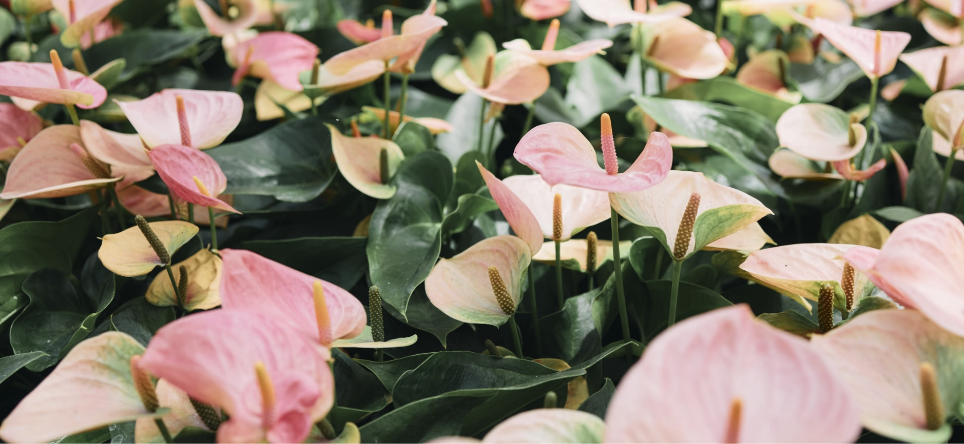 アンスリウムのこと