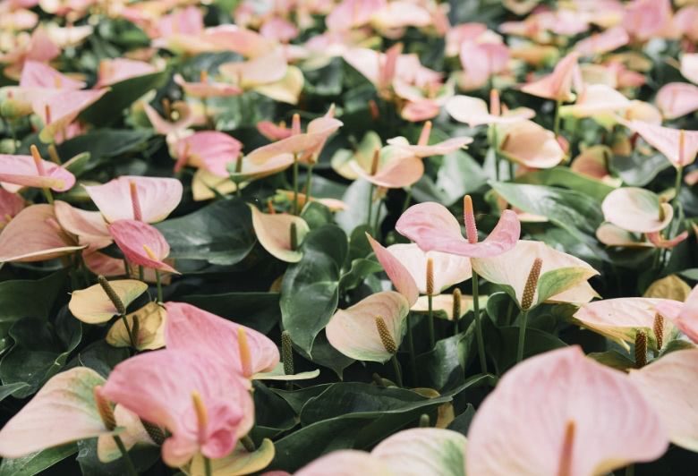 アンスリウムのこと