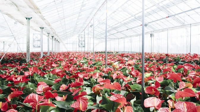 アンスリウムの農園