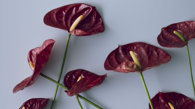 ダメになったお手持ちのアンスリウムを引き取らせていただいています