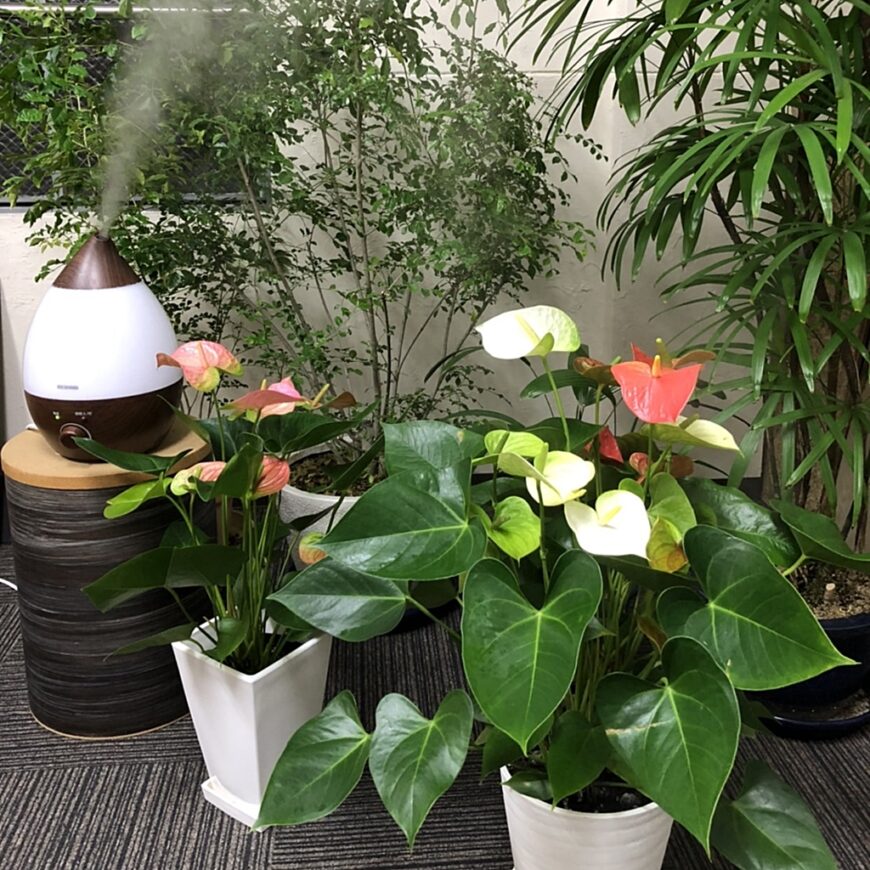 加湿器のある環境